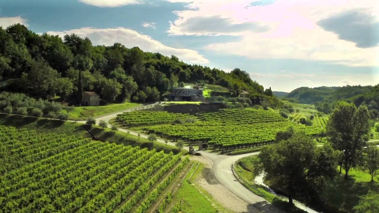 vineyard kozlovic